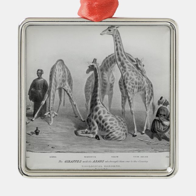 Ornement Métallique Les girafes avec les Arabes (Devant)