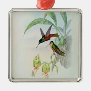 Ornement Métallique L'étoile de Bonaparte a affronté le colibri