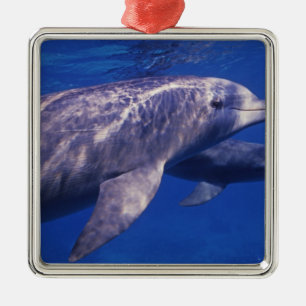 Ornement Métallique Mexique, Cozumel. Grand dauphin, Tursiops 2