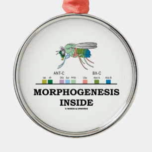 Ornement Métallique Morphogenèse à l'intérieur de Drosophila Fruit