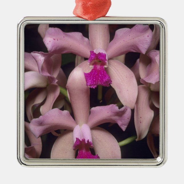 Ornement Métallique Orchidée (Cattleya amethystoglossa), est (Devant)