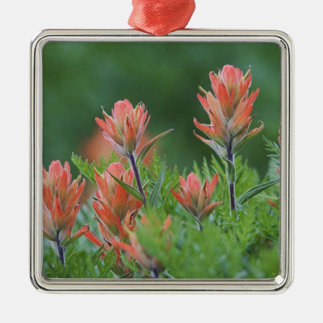 Ornement Métallique Pinceau indien, Castilleja miniata, Ouray, (Devant)