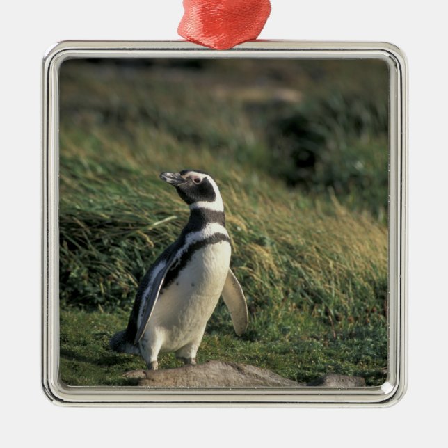 Ornement Métallique Pingouin magellanique (Spheniscus magellanicus), (Devant)