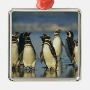 Ornement Métallique Pingouins magellaniques, Spheniscus