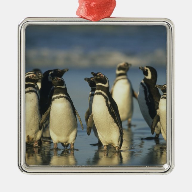 Ornement Métallique Pingouins magellaniques, Spheniscus (Devant)