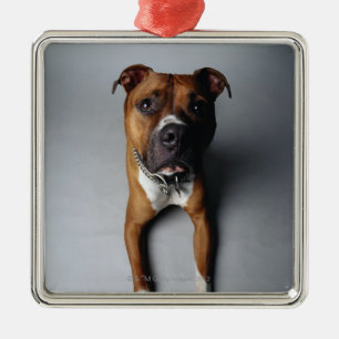 Ornement Métallique Pitbull Terrier se couchant