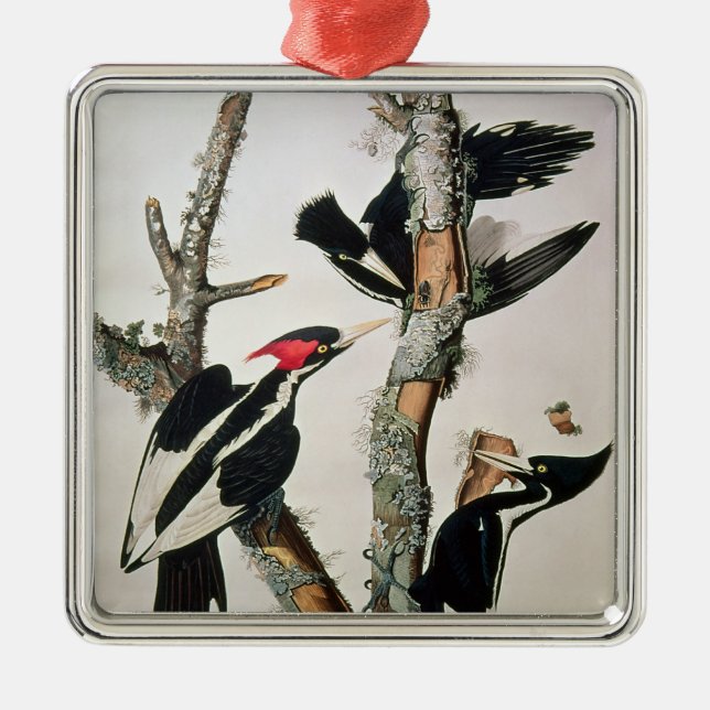 Ornement Métallique pivert Ivoire-affiché, des 'oiseaux d'America (Devant)