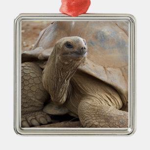 Ornement Métallique Seychelles Aldabran terre tortue