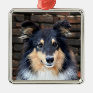 Ornement Métallique Sheltie tricolore font face