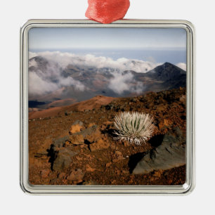 Ornement Métallique Silversword sur le bord du cratère Haleakala depui
