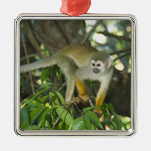 Ornement Métallique Singe écureuil commun, (Saimiri sciureus), Rio