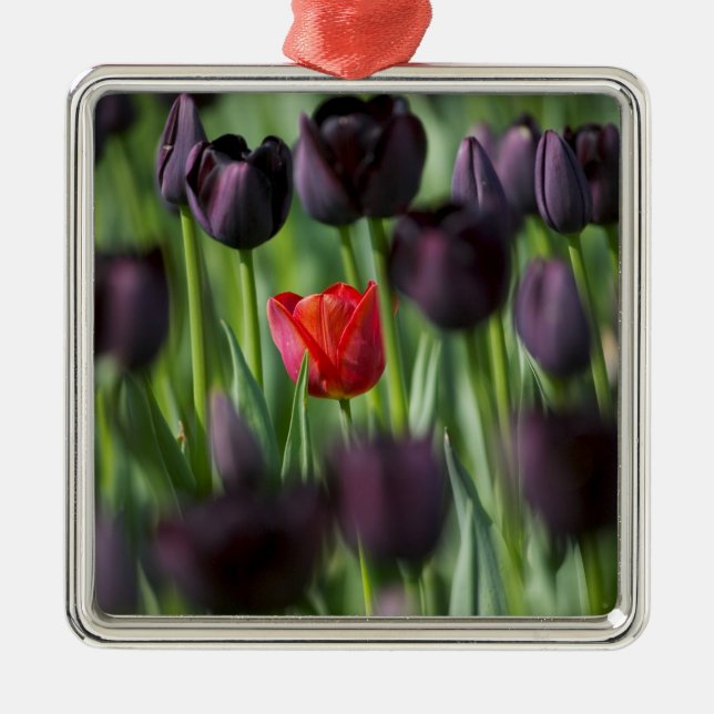 Ornement Métallique Tulipes dans les jardins de Keukenhof, Amsterdam, (Devant)