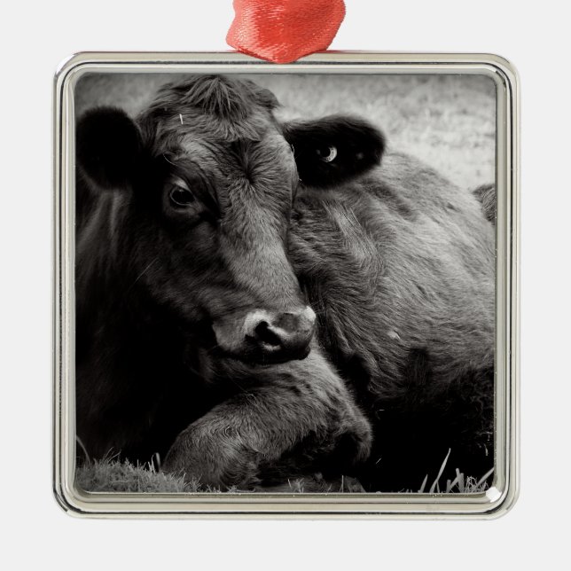 Ornement Métallique Vache de boucherie noire d'Angus (Devant)