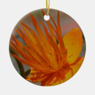 Ornement Orange Macro Fleur