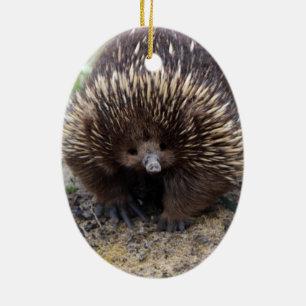 Ornement Ovale En Céramique Australie Echidna Cute Animal Photo