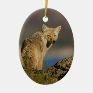 Ornement Ovale En Céramique coyote