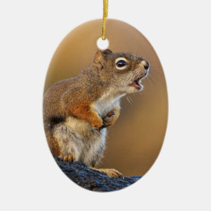 Ornement Ovale En Céramique Écureuil de chant