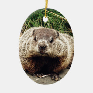 Ornement Ovale En Céramique Groundhog