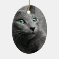 Le regard bleu russe de chat observe l'animal