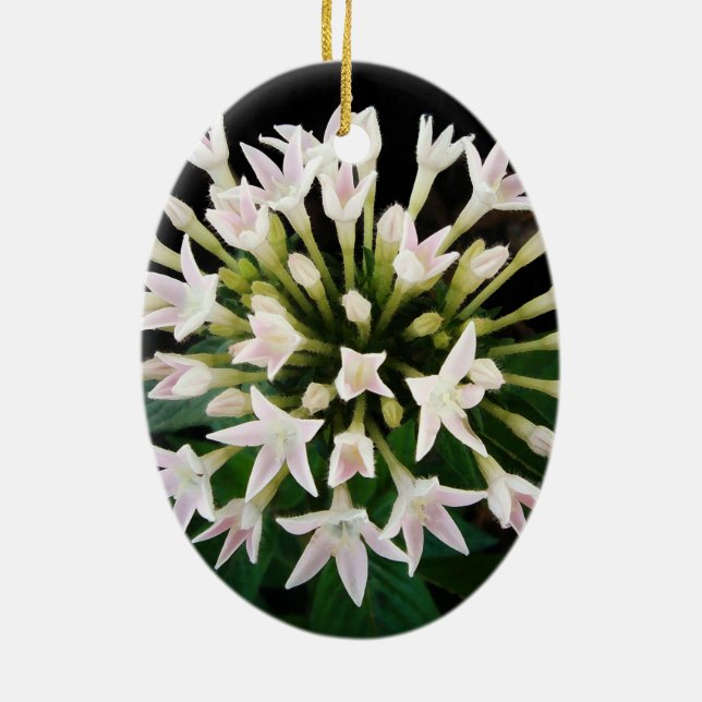 Ornement Ovale En Céramique Pentas blancs (Dos)