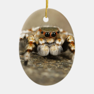 Ornement Ovale En Céramique Tarantula Jumping Bird Spider fantastiques accesso