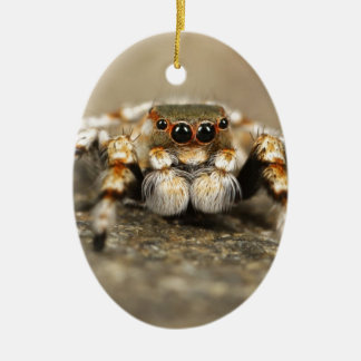Ornement Ovale En Céramique Tarantula Jumping Bird Spider fantastiques accesso
