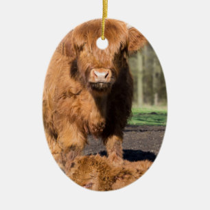 Ornement Ovale En Céramique Vache écossaise à montagnarde de mère près de veau