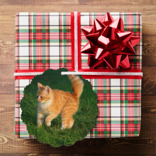 Ornement photo Cute Ginger Kitten