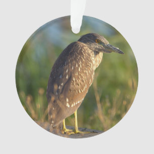 Ornement photo d'oiseau de nuit Heron