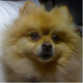 Ornement Photo Sculpture Caramel le Pomeranian
