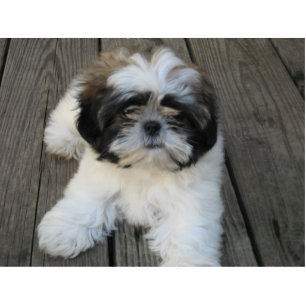 Ornement Photo Sculpture Chiot de Shih-tzu