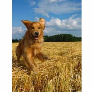 Ornement Photo Sculpture golden retriever