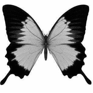 Ornement Photo Sculpture Grand papillon gris et noir