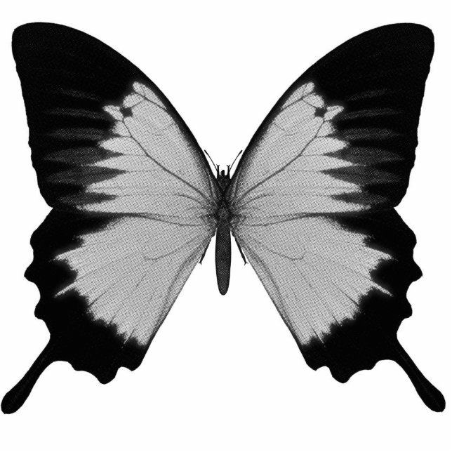 Ornement Photo Sculpture Grand papillon gris et noir (Devant)