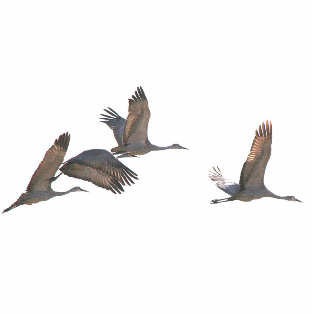 Ornement Photo Sculpture Sandhill tend le cou l'ornement (Devant)