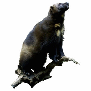 Ornement Photo Sculpture Sculpture photo de Wolverine