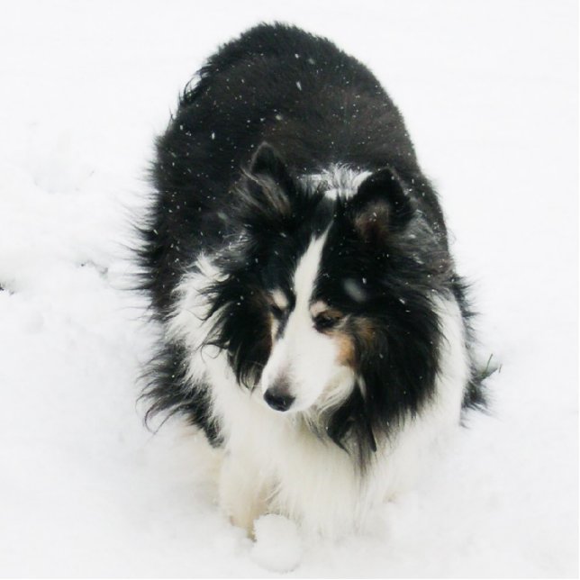 Ornement Photo Sculpture Sheltie en ornement de neige (Devant)