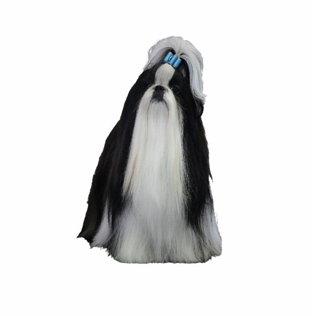 Ornement Photo Sculpture Shih Tzu (Devant)