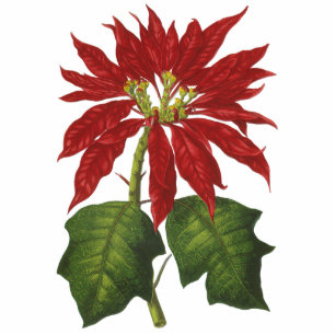 Ornement Photo Sculpture Vintage Noël, Rouge Poinsettia Plante d'hiver