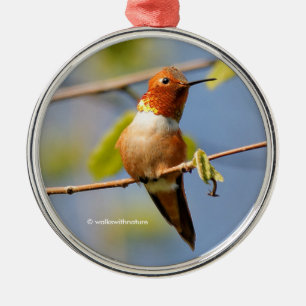 Ornement Rond Argenté Assis Joli : Homme roux colibri