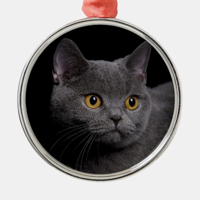 Ornement Rond Argenté British Shorthair Premium (Devant)