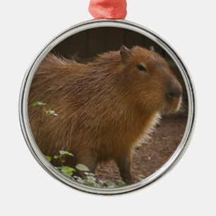 Ornement Rond Argenté Capybara