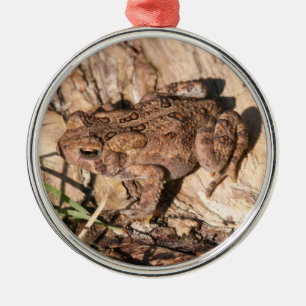 Ornement Rond Argenté Crapaud américain
