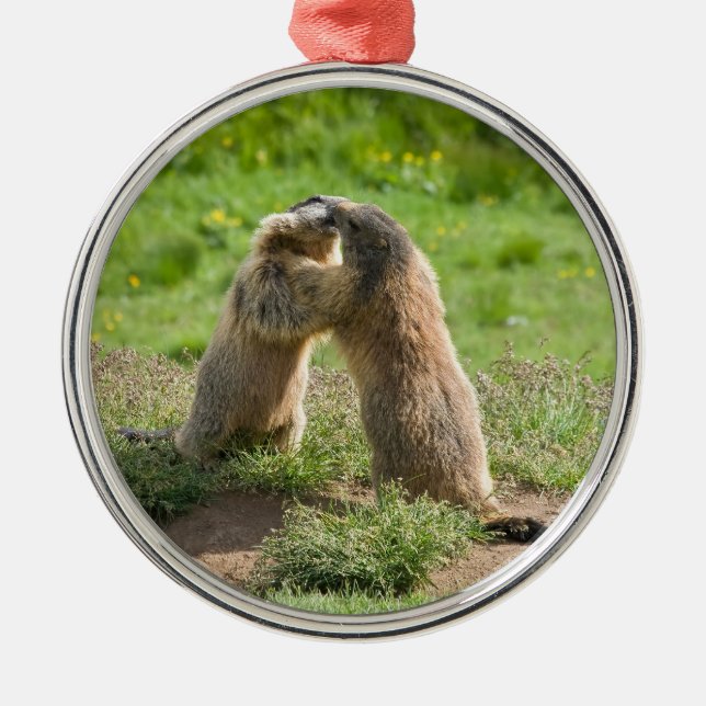 Ornement Rond Argenté deux jeunes marmottes (Devant)