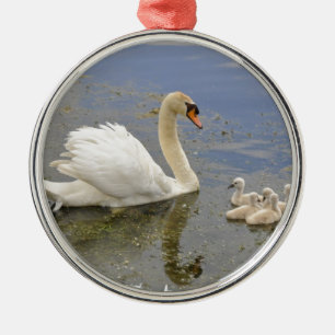 Ornement Rond Argenté Famille de cygne