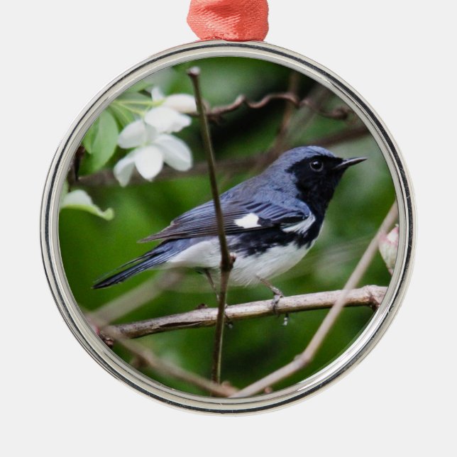 Ornement Rond Argenté fauvette bleue Noir-throated (Devant)