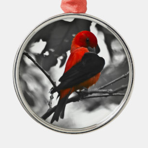 Ornement Rond Argenté Homme Scarlet Tanager