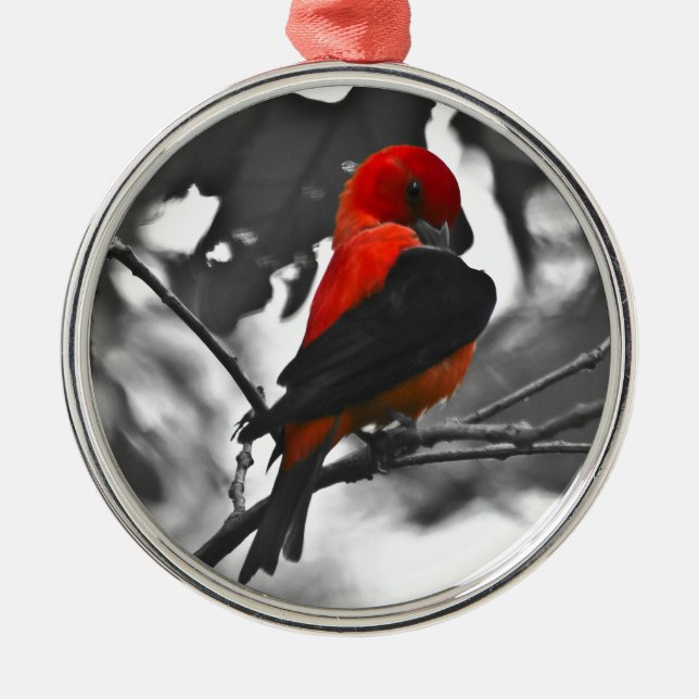 Ornement Rond Argenté Homme Scarlet Tanager (Devant)