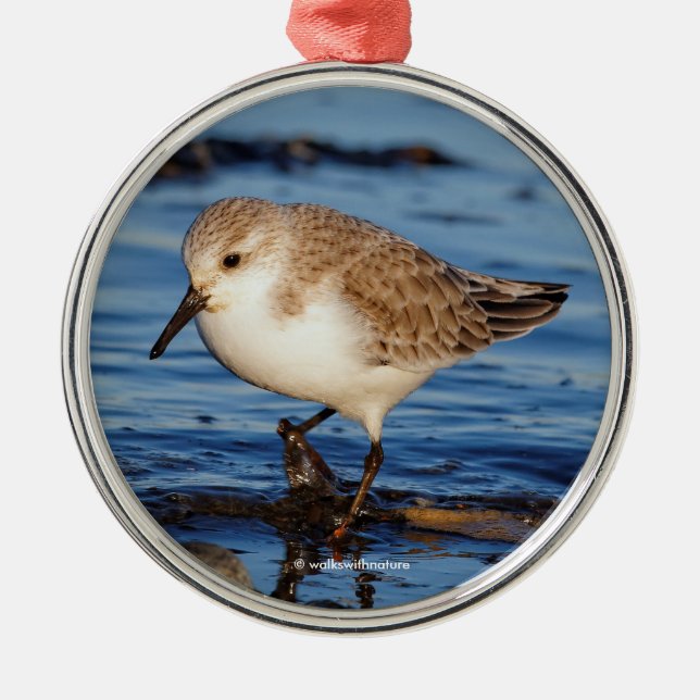 Ornement Rond Argenté Sanderling Sandpiper errant sur les rives (Devant)