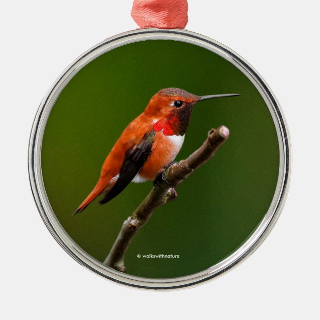 Ornement Rond Argenté Stunning Ruf Hummingbird on the Cherry Tree (Devant)